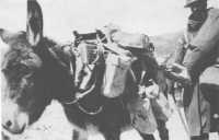 A soldier and his donkey 
arrive at the Aliakmon River crossing (Maj S