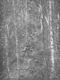 The so-called “Golden 
Stairs”, rising towards Imita Ridge, each step battened at its edge by a rough log, sometimes broken and therefore 
treacherous, and cradling mud and water from the afternoon rains