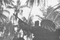 An Australian uses a Bren 
gun to clear a coconut tree of a Japanese sniper
