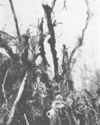 Men of the 2/16th Battalion 
on the battle-torn Pimple (Shaggy Ridge) soon after its capture on 27th December 1943