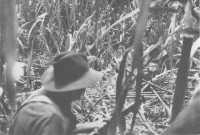 A patrol of the 24th 
Battalion moving through bamboo in search of Japanese who raided a battery of the 2nd Field Regiment east of Toko on 
28th March 1945
