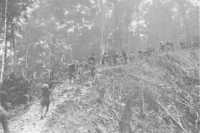 Carriers climbing Mount 
Shihurangu on 12th July to take supplies to the 2/8th Battalion for their attack on The Blot