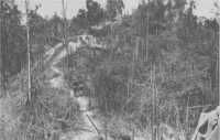 Looking along the crest of 
Hill 105 on Tarakan Island, 29th May 1945 (Australian War Memorial)