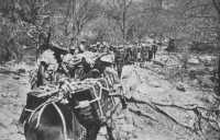 Supplies for troops by 
mules in the Keren Hills