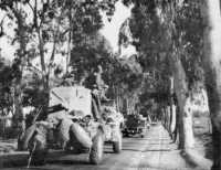 Maori anti-tank gunners 
drive through an avenue of bluegums