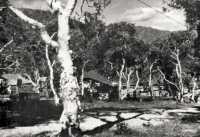 30 NZ Battalion Headquarter 
among niaouli trees, Koumac, in northern New Caledonia