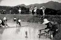 New Zealanders watch 
Japanese farm labourers plant the new season`s rice
