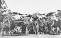 Camouflaged P-39 
Belonging to 41st Fighter Squadron, 1942