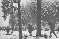 Men of the 2nd Division 
move through the Monschau Forest