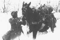 Soldier and pack mule make 
their way in heavy snowfall, Vosges, 1944