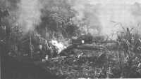 105-mm howitzers of 4/11, 
set up in a kunai grass clearing, fire in support of Marines attacking toward Cape Gloucester’s airfields