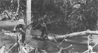 Patrol of Marines seeking 
Japanese troops retreating from western New Britain files across one of the many jungle streams in the Borgen Bay area