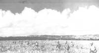 2nd Division Marines 
advance through a cane field on Tinian flushing enemy snipers as an OY stands guard overhead
