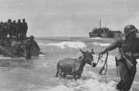 Army donkeys wading 
ashore at Licata