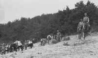 Provisional pack train and 
mounted troops organized for 3rd Division supply and communication in the Caronie Mountains