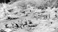Strengthening the Lunga 
perimeter, Marines prepared mortar positions and set up their tents in the open (above) while patrols covered the 
southern flanks