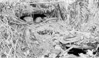Japanese Positions in the 
Gifu were well camouflaged and difficult to locate in the dense jungle