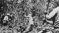 Off the trails, troops 
had to hack their way through dense jungle with machetes, covering only a mile or two a day