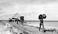 Natives carrying luggage 
which had been deposited on the coral causeway, north shore of Kiriwina Island, 1 July 1943