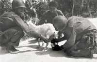 Infantryman milking an 
island goat in Nafutan area, 20 June