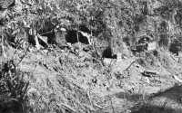 Japanese dug-in positions 
along highway banks delayed the advance of the 77th Division north of Ormoc