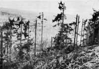 Hürtgen Forest