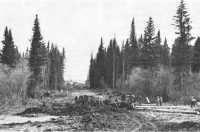 Engineers constructing the 
Pioneer Road through virgin forests, Alcan Highway, British Columbia, May 1942