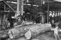 Overseas sawmill operated 
by men of an Engineer forestry company, 1943
