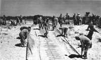 Engineers placing 
Sommerfeld track on the sand as a road expedient for vehicles coming ashore from landing craft