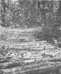 A corduroy road, New 
Georgia, capable of supporting 155-mm