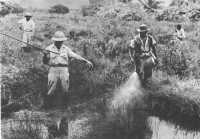 Members of malaria control 
unit spraying a swamp area in Brazil